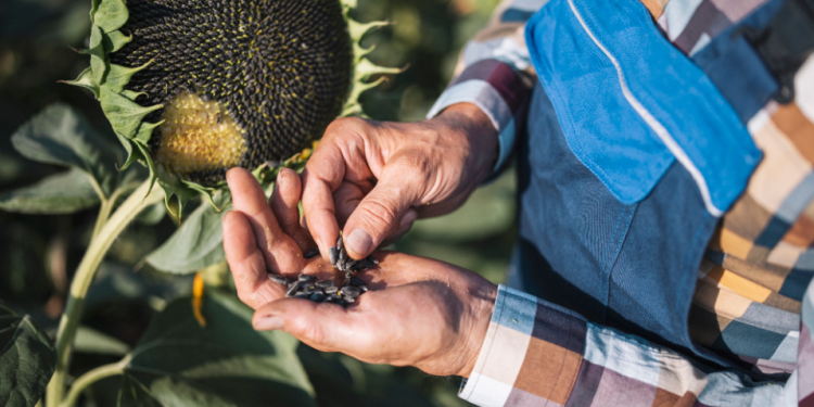 Yerli ayçiçeği için yeni alanlar açılıyor