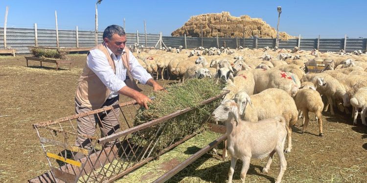 19,7 milyon büyük ve küçükbaş hayvan sigortalandı