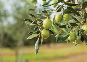 Organik zeytin ve zeytinyağı için merkezi hazırlıklar arttı