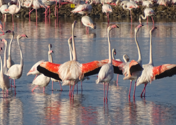 Gediz deltasında kuş türleri kayıt altında