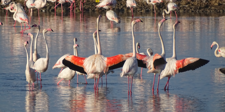 Gediz deltasında kuş türleri kayıt altında