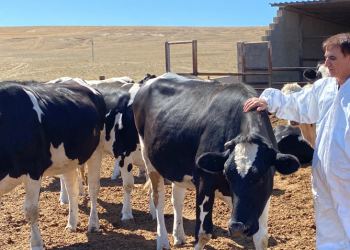 Şap hastalığına karşı tedbir ve aşı uygulaması