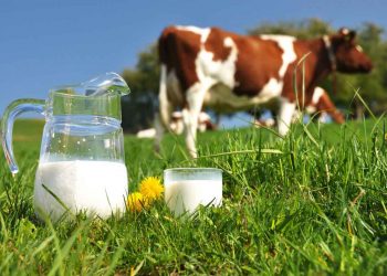 Toplanan inek sütü miktarı yeni yılda da artacak mı?