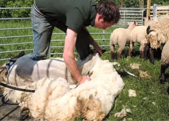 Muş’ta besicilerin “doğum” mesaisi devam ediyor