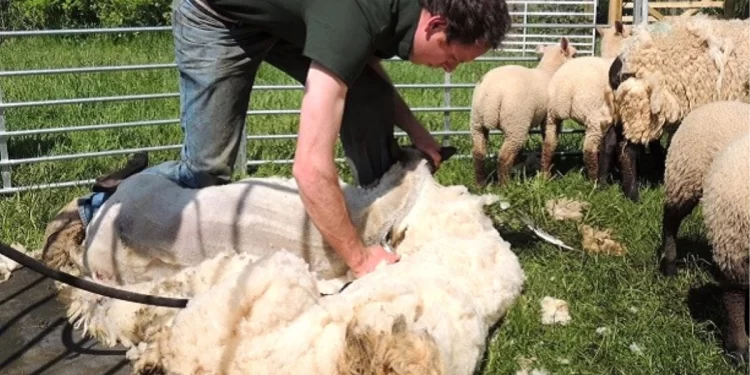 Muş’ta besicilerin “doğum” mesaisi devam ediyor