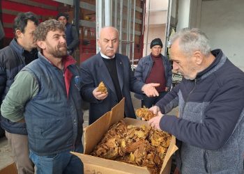 Bafra’da tütün   alımları başladı