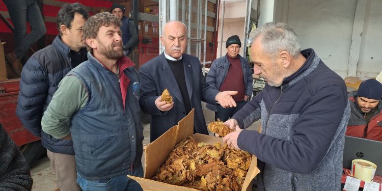 Bafra’da tütün   alımları başladı