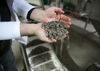 Konya Ovası’nda çerezlik   ayçiçeği üretimi artıyor