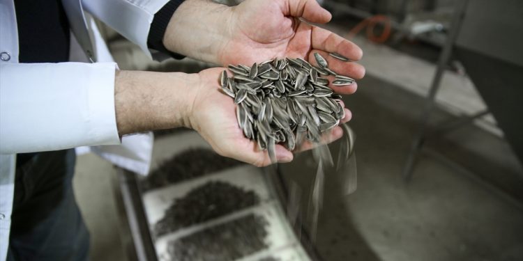 Konya Ovası’nda çerezlik   ayçiçeği üretimi artıyor