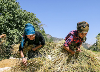 Çeltik tarlalarının suyu yapay zeka ile korunacak
