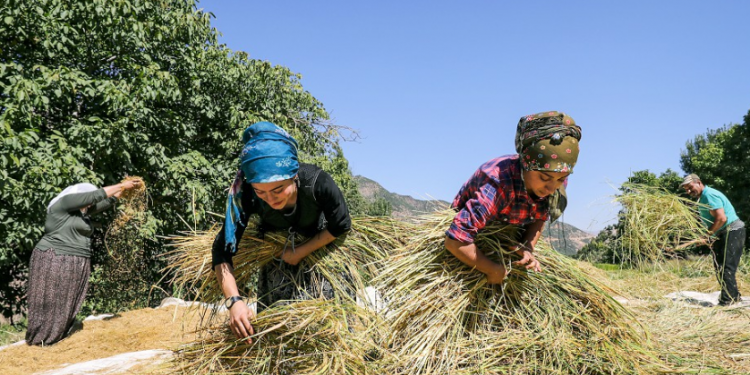 Çeltik tarlalarının suyu yapay zeka ile korunacak