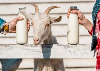Süt ürünleri sektörü talep ve istikrara odaklandı