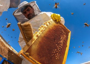 TİKA, Kosovalı arıcılara  eğitim desteği sundu