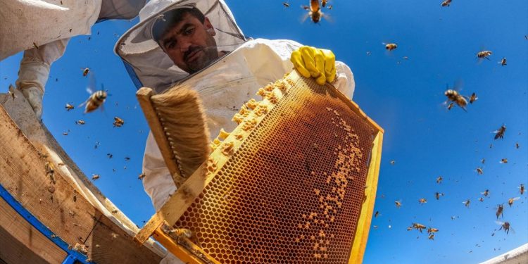 TİKA, Kosovalı arıcılara  eğitim desteği sundu