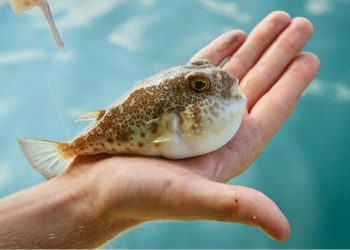 Balon balığı avcılığı için destekleme tutar arttı