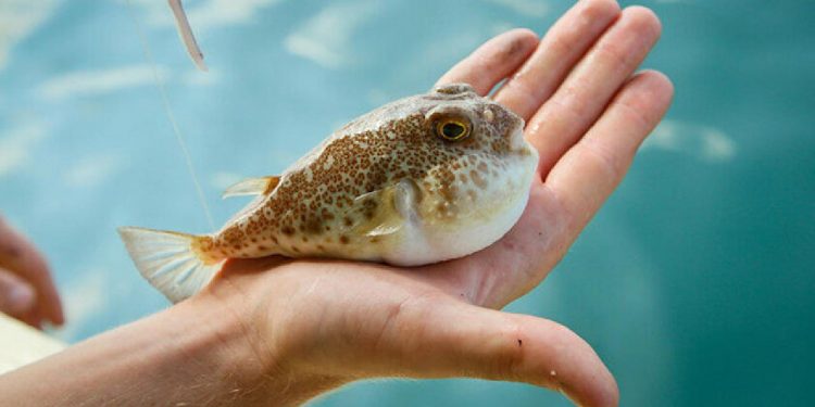 Balon balığı avcılığı için destekleme tutar arttı