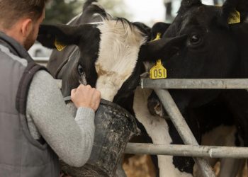 Türkiye hayvancılıkta baş role oynuyor