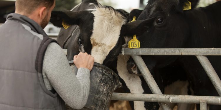 Türkiye hayvancılıkta baş role oynuyor