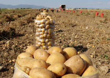 Afyonkarahisar’da patates ekimi için çalışma başladı