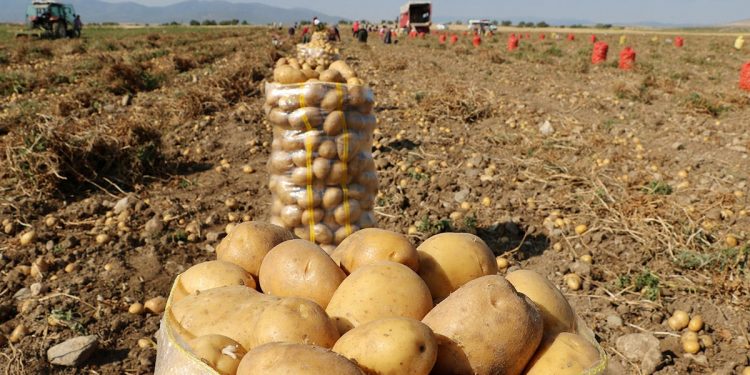Afyonkarahisar’da patates ekimi için çalışma başladı