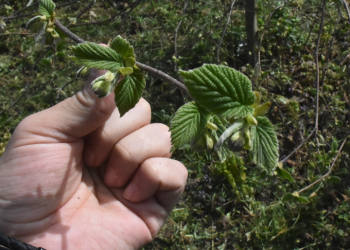 Fındıkta verim ve kalite daha da artacak
