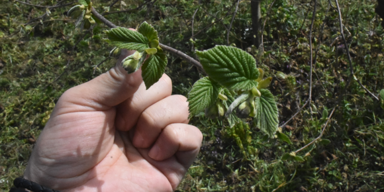 Fındıkta verim ve kalite daha da artacak