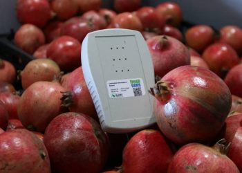 Tarladaki meyveler yapay zeka desteğiyle takip edilecek