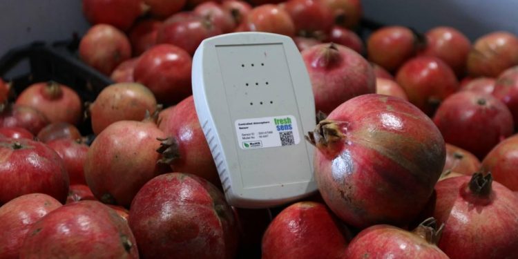 Tarladaki meyveler yapay zeka desteğiyle takip edilecek