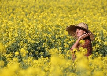 Trakya’da yağışlar buğday  ve kanola üreticisini sevindirdi