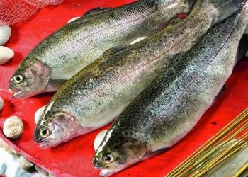 Alabalık üretiminde  sürdürülebilir adımlar