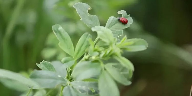 Anadolu’nun yoncası  “Albatur” tescillendi