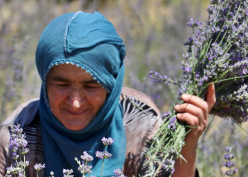 Frig Vadisi’ndeki ekolojik köyü  lavanta kokusu saracak