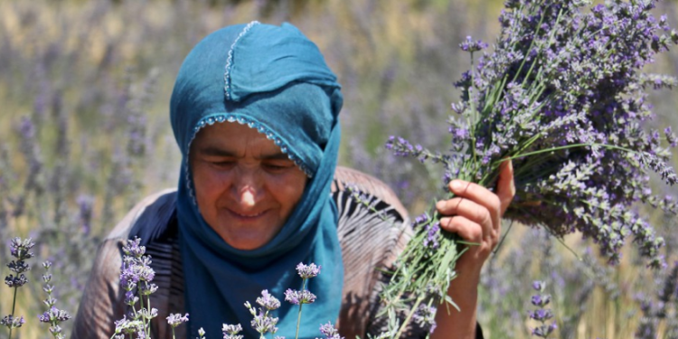 Frig Vadisi’ndeki ekolojik köyü lavanta kokusu saracak