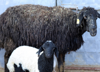 Kuzu ve oğlak küpeleme  çalışmasına başlandı