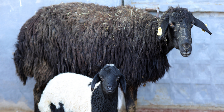 Kuzu ve oğlak küpeleme çalışmasına başlandı