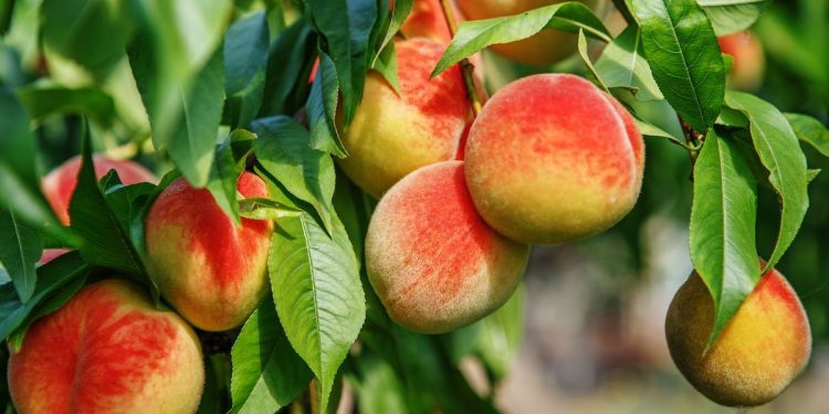 İklim değişikliği meyvede  rekolte kaybına neden oluyor