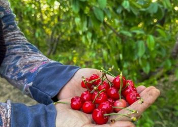 Kiraz hasadı ihracatın  kapısını aralıyor