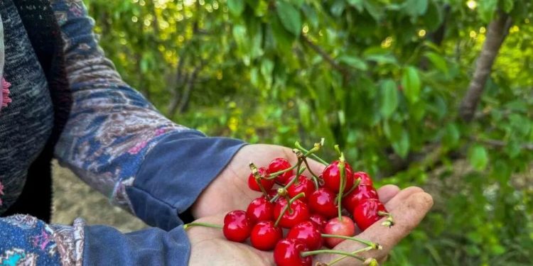 Kiraz hasadı ihracatın  kapısını aralıyor