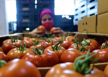 Seralarda yazlık domates  ve salatalık ekimi başladı