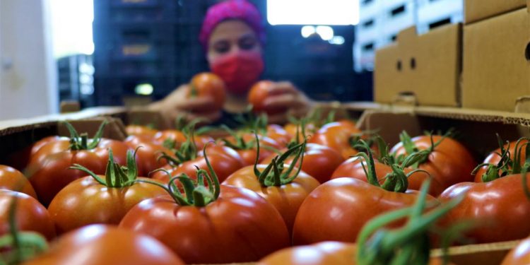 Seralarda yazlık domates  ve salatalık ekimi başladı