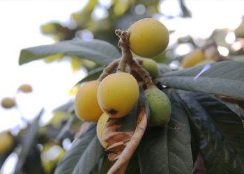 Yeni dünya hasadı  çiftçiye umut aşıladı