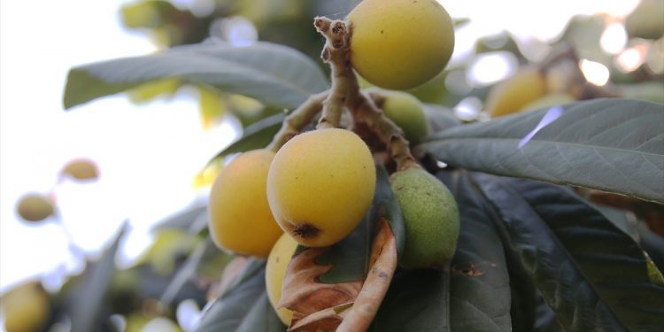 Yeni dünya hasadı  çiftçiye umut aşıladı