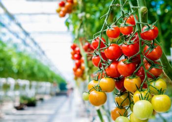 Jeotermal seradaki  ürüne talep yoğun