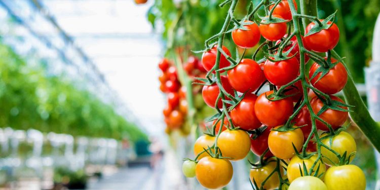 Jeotermal seradaki  ürüne talep yoğun