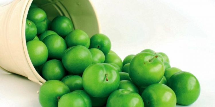 Yağışlar erikte hasadı bir hafta öne çekti