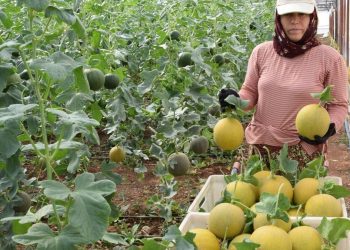 Kavun fideleri  toprakla buluştu