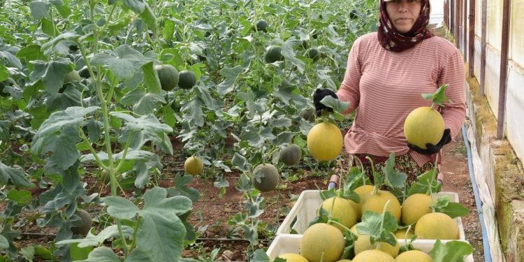 Kavun fideleri  toprakla buluştu