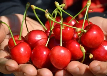 Mersin’de yetiştirilen kiraz tezgahta yerini aldı