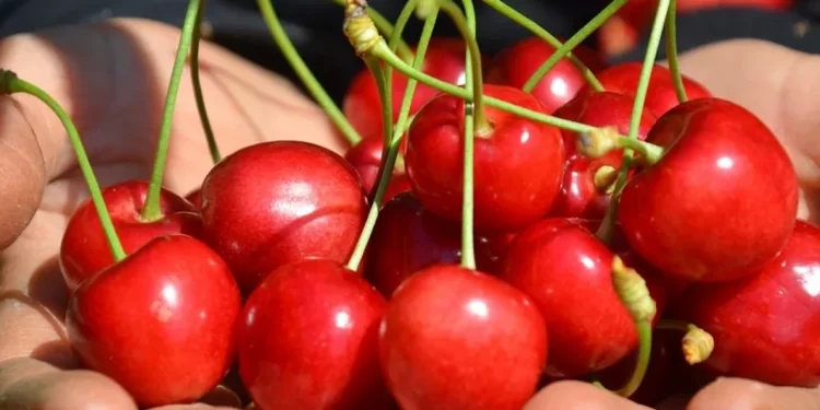 Mersin’de yetiştirilen kiraz tezgahta yerini aldı