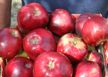 Elma verimi kiralık   arılarla artırılıyor